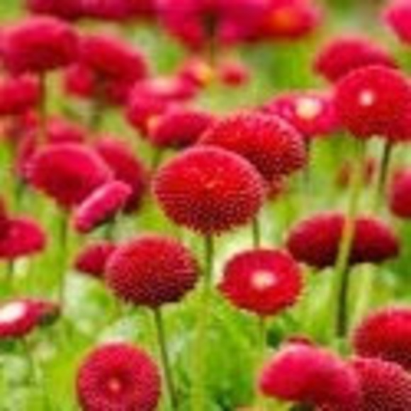 Meet your Posher, Julia - Picture 1 of 1